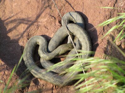 Relax at the same time reptile