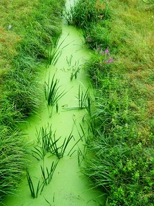Stream žabinec overgrown