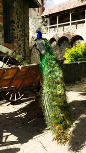 Plumage ronneburg büdingen