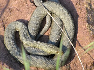 Relax at the same time reptile