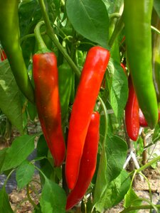 Plants field vegetables