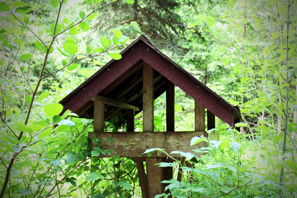 Feed feeding place nature