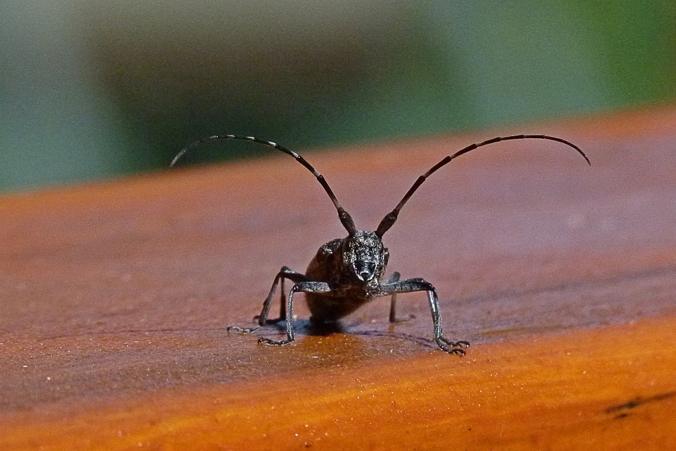 Antennae beetle fauna