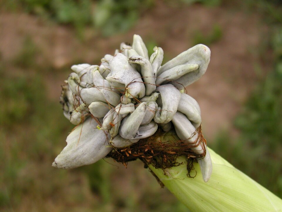 Corn neoplasm plant