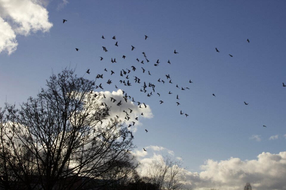 Nature cloudscape birds in flight