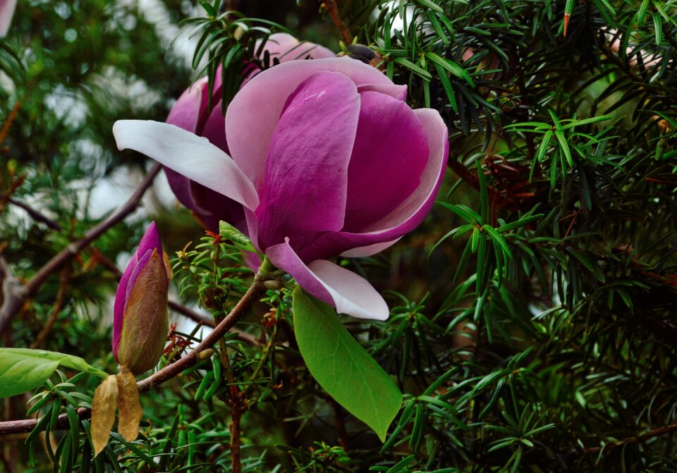 Flower pink blossoms flora photo