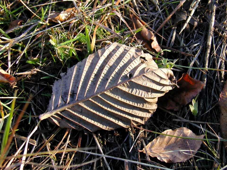 Forest autumn macro