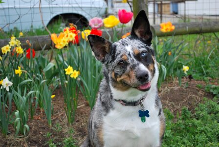Cattle dog flowers