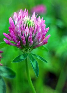 Flowers purple fodder plant