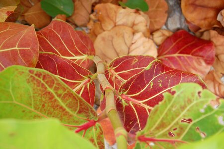 Green plant