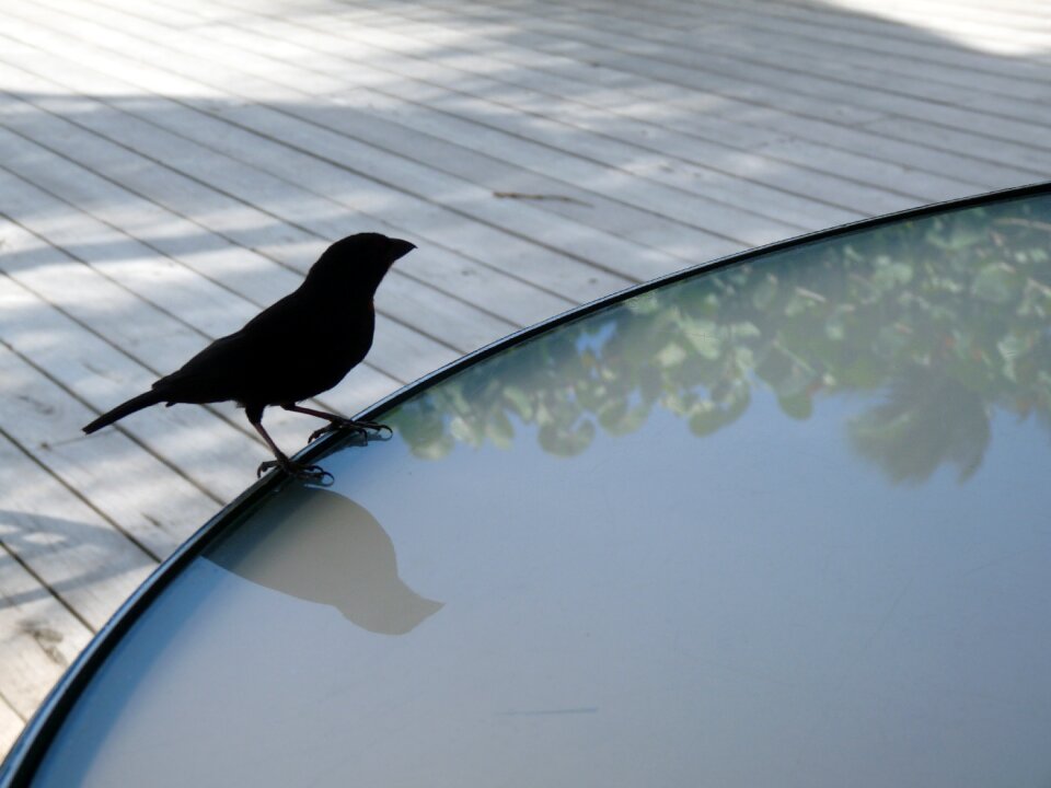 Finch black finch st lucia