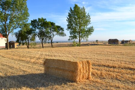 Fields palencia cornfield