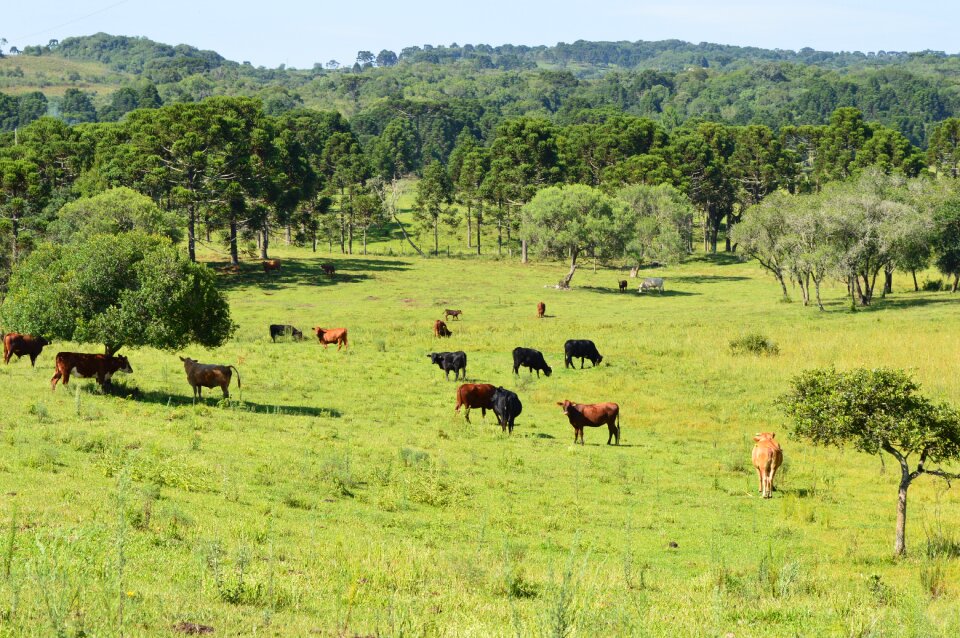Forest cattle farm