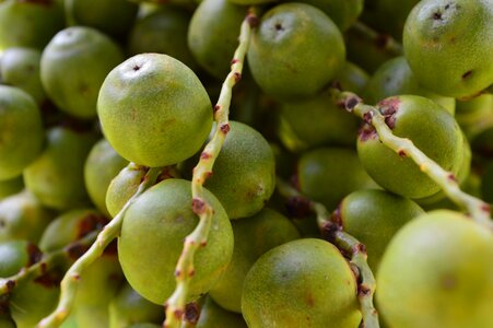 Butia fruit green