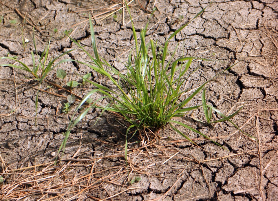 Dehydrated cracks cracked