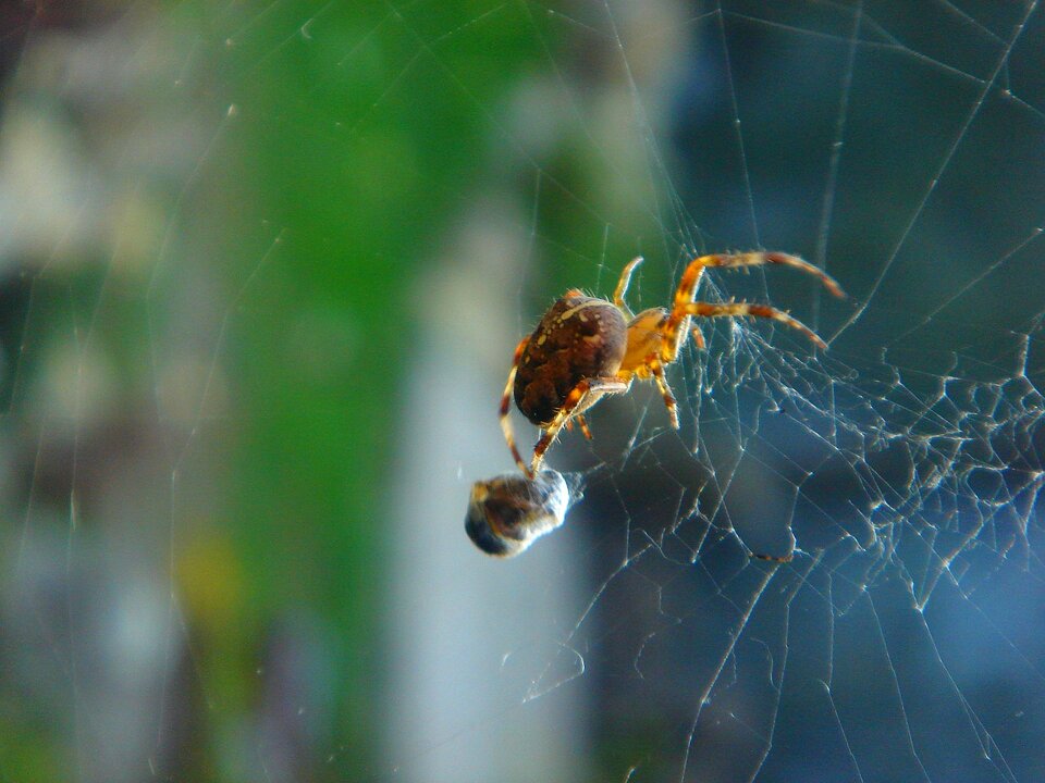 Web food detail