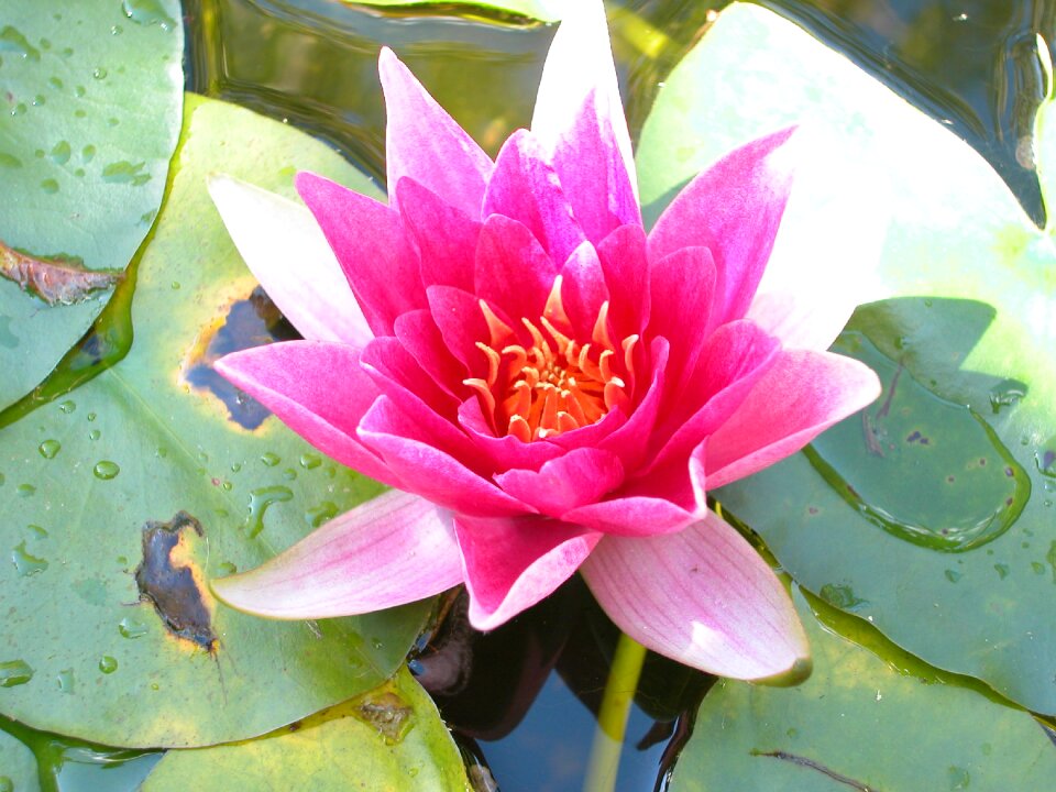 Water lily water flower flower