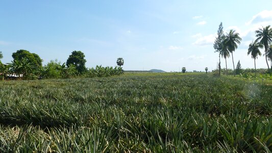 Field nature plantation