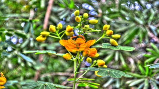 Yellow flora photo