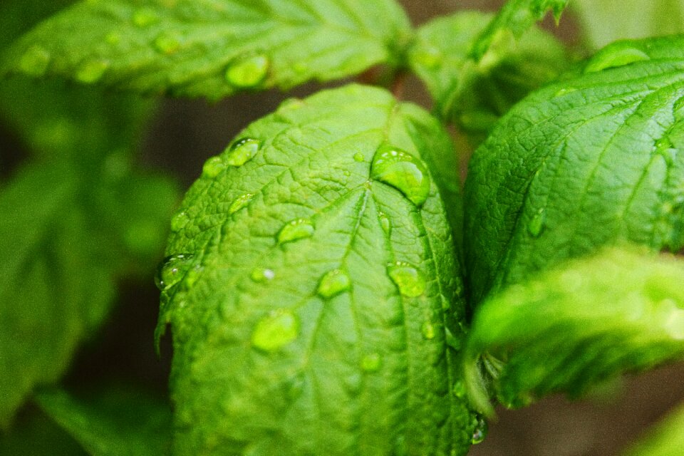 Plant drops foliage