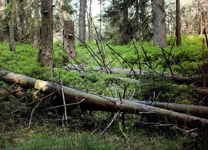 Old tree dead photo