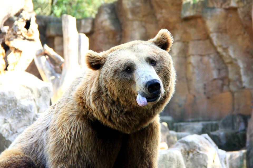 Animal funny captivity
