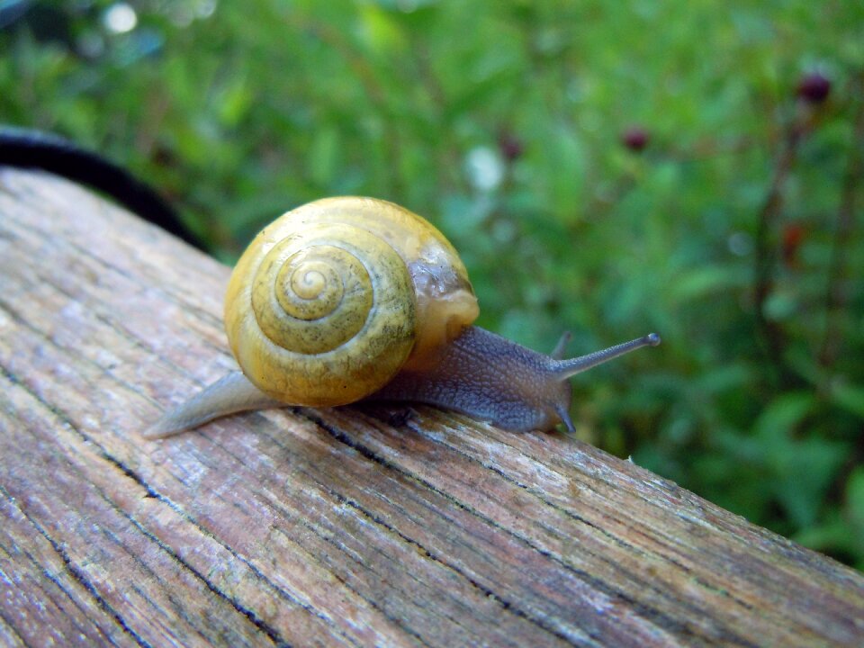 Snail close up macro