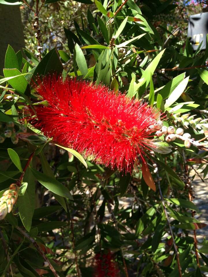 Flower flowers