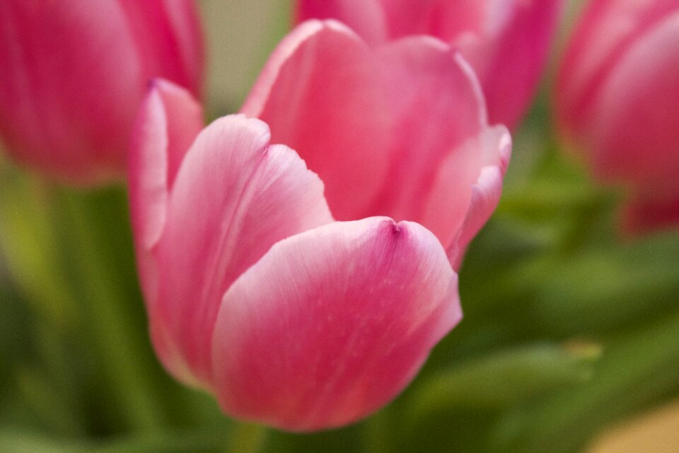 Background flowers holland