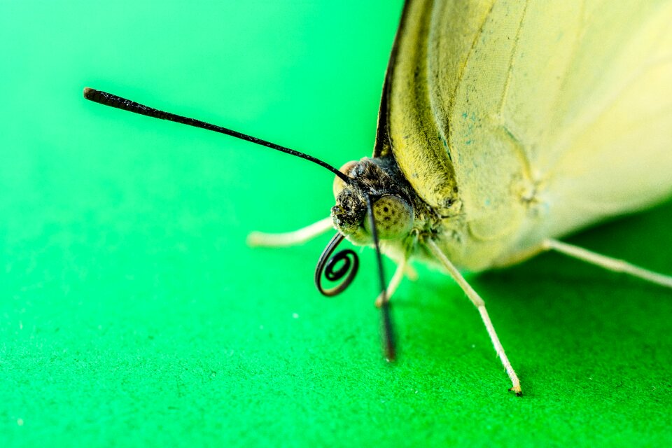 Butterfly insect Free photos