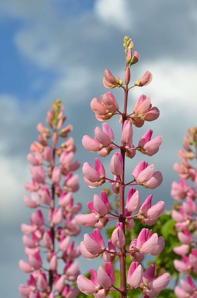 Blossom bloom petals