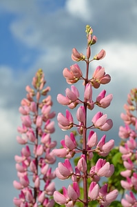 Blossom bloom petals