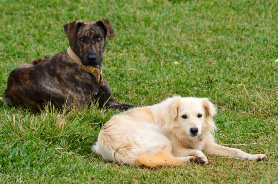 Animals domestic animals pet