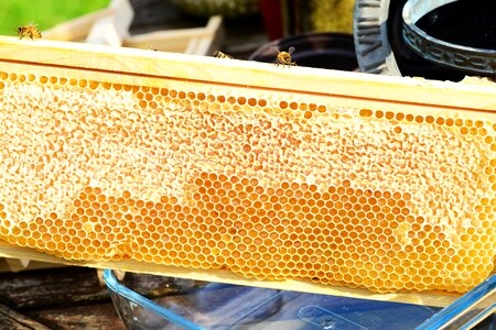 Honeycomb super frame honey gathering photo