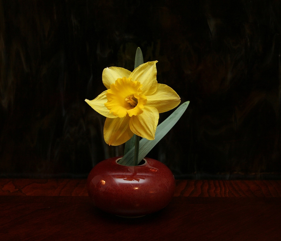 Daffodil flower yellow photo