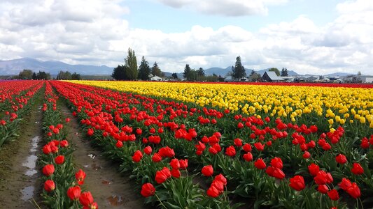 Flowers bulbs sky