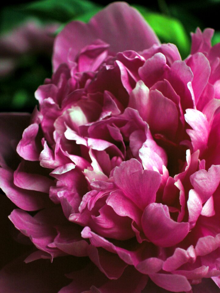 Peony flower pink flower