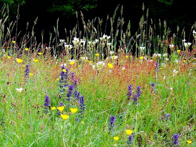 Prairie green nature photo