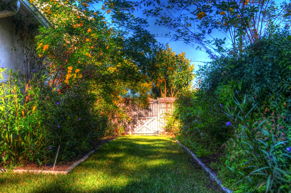 Wooden gate flowers blooms