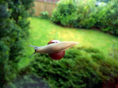 Snail close up nature