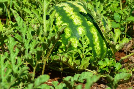 Fruit horta greens