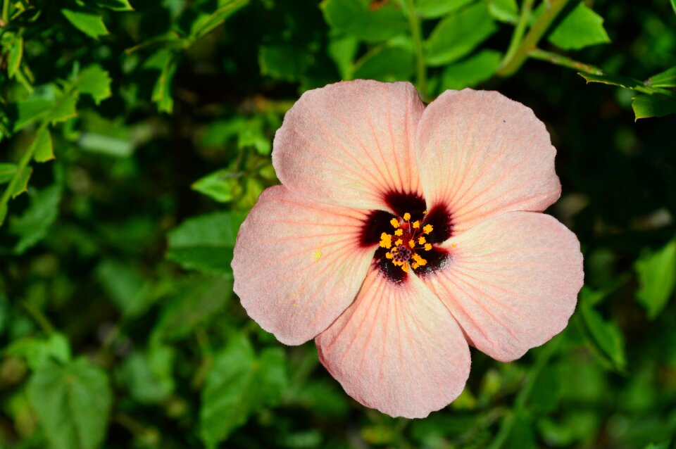 Garden summer button