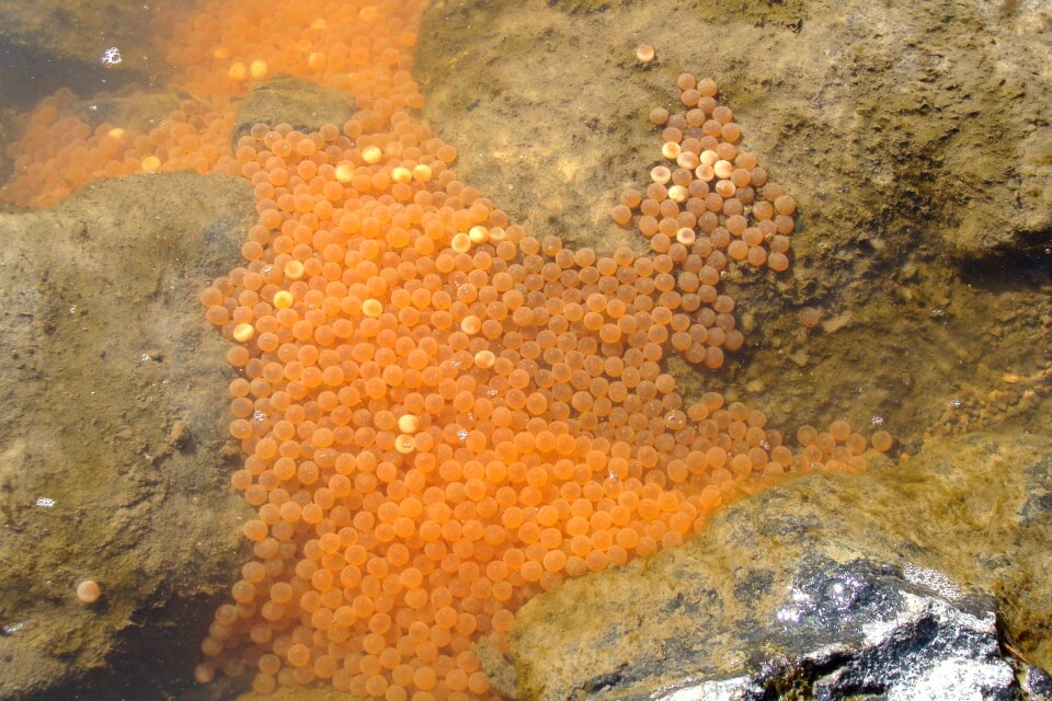 Caviar fishing delicacy