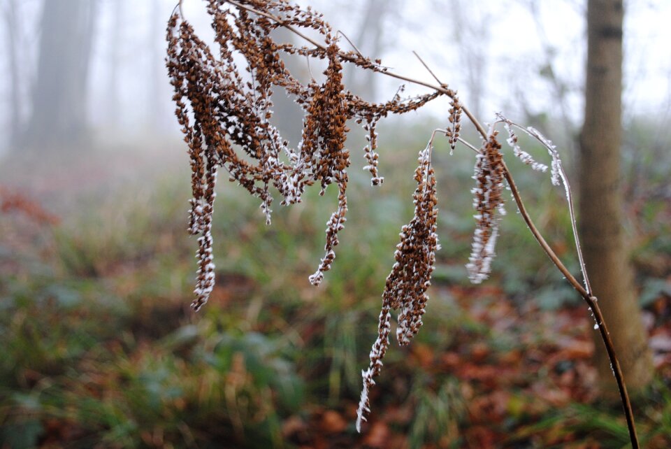 Winter fog forest