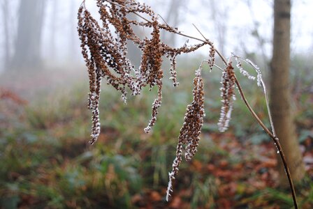 Winter fog forest photo