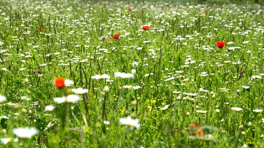 Flower plant green photo