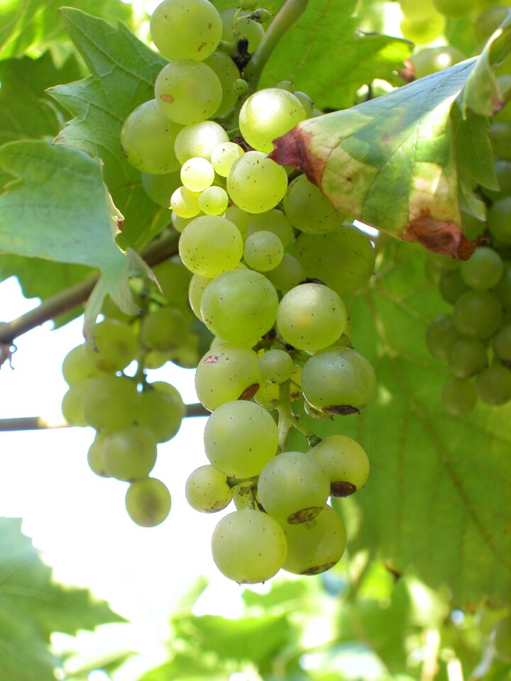 White grapes bunches grapes