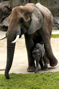 Mother with young tiergarten schönbrunn zoo