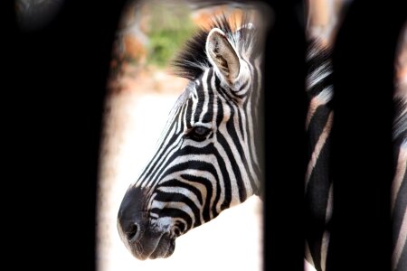 Nero black and white animal