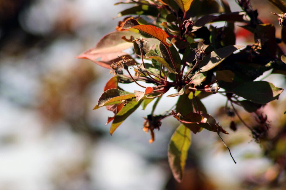Details foliage flower